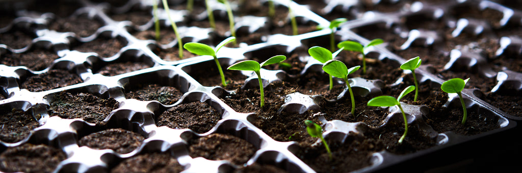 How to Choose the Right Grow Lights for Seeding