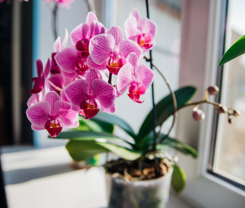 Grow Lights for Flowers - Why You Should Choose 3000K Spectrum?